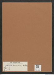 Navicula consimilis A.Schum. (de-Toni-Nr.: Genus 1, Species 661) Zeichnungen Sammlung Grunow Mappe 00565 (Herbarium_W_Grunow_drawings_Folder_00565)
